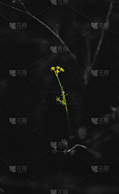 黄色植物孤立在黑色和白色背景，有用的手机壁纸和网站。