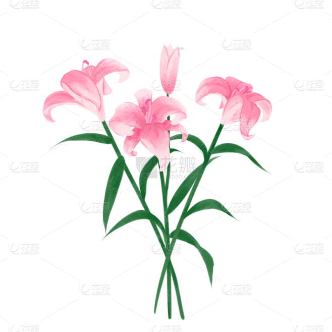 手绘-教师节花束元素