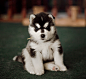 siberian-husky-dog-instagram-erica-tcogoeva-75