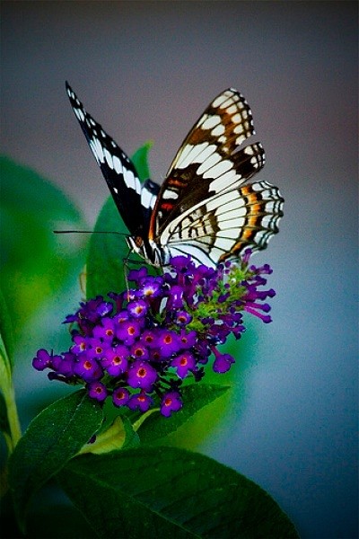 ~~ butterflybush ~~ ...