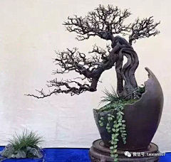 世帝采集到花盆