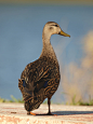 Mottled Duck by Carmen Leidel on 500px