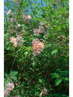 癫狂老奶采集到风景摄影