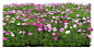 波斯菊
