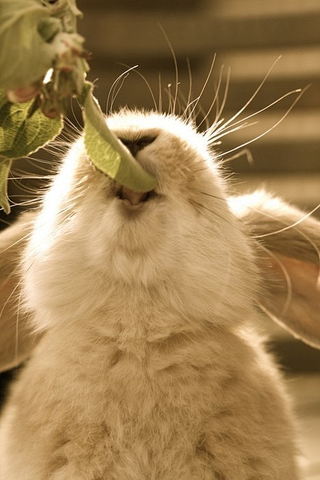 o动物可爱兔子可爱萌宝贝宠物猫狗喵兔子仓鼠小动物