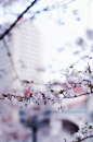 全部尺寸 | sakura_14 | Flickr - 相片分享！