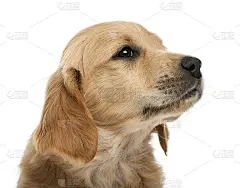 金毛猎犬幼犬的特写，7周大，看着远离白色的背景