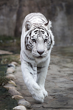 com白鳄1aris·玉谿生采集到生灵采集pinterest.