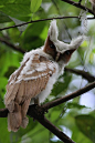 Crested Owl