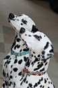 Dalmations | Cutest Paw