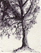 tree34_72dpi