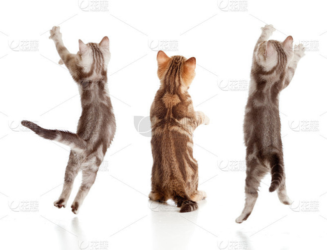 跳跃的英国小猫后视图集
