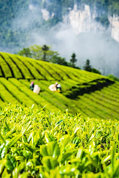 番茄兔兔TUT采集到茶叶 调饮 茶器