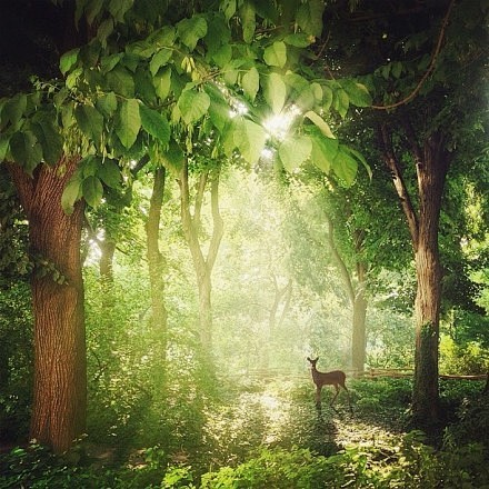 鹿是森林里行走的树。