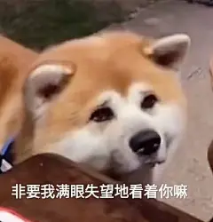 超级可爱的表情包又来了表情包无水印​​​
