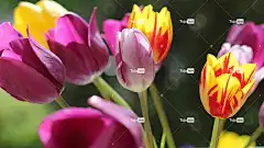 郁金香 花卉背景 花 春天 自然 荷兰 一束花朵 笔记本电脑壁纸