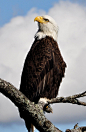 Bald 
Eagle