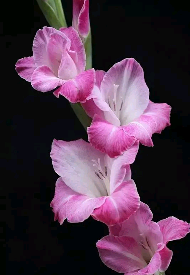 剑兰花