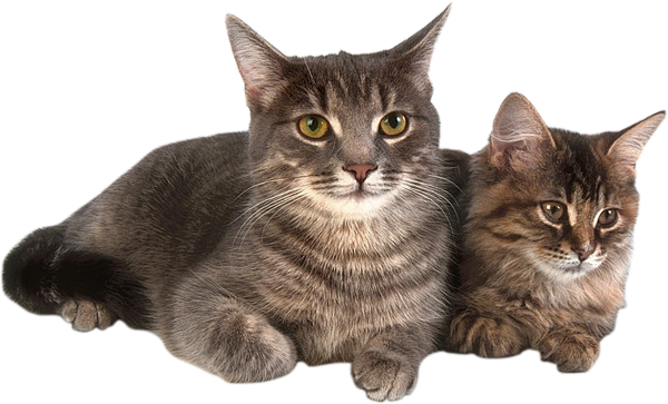 猫png