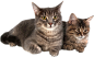猫png
