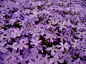 #花花世界#紫色系的花