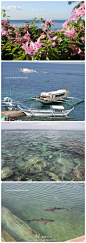 [菲律宾潜水圣地之一Batangas] MrsCici ： 菲律宾Batangas是菲律宾的潜水圣地之一，这里有许多漂亮的珊瑚，鱼类品种丰富，附近也环绕了许多小岛，海水常年比较温和。光这附近一带就有二十多个潜水点.从马尼拉开车到这里只要3-4个小时的路程，不用乘坐飞机。