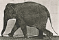 muybridge - elephant