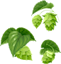 啤酒花 植物