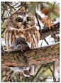 今天公众号更新的故事里，MOTO是一只棕榈鬼鸮（Northern Saw-whet Owl）其实这种猫头鹰是不会出现在白星生活的两个地方的。这种猫头鹰超级小（图1），就是手掌大，亚成年体和成年体颜色差很多（图2）。最出名的是贼贼的大大的眼睛（3-4）当然也很适合表情包。虽然小，但也是小猛禽（注意爪子，图6）， ​​​​...展开全文c