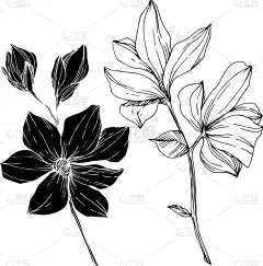 玉兰类,植物学,黑色,壁纸,植物群,春天,乡村风格,花,剪影