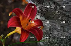 黄花菜 花 自然 花卉背景 夏天 百合科 美丽的花朵 花壁纸