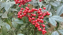 南国红豆特写桌面高清壁纸桌面壁纸3