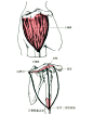 三角肌

部位：肩部皮下，呈倒三角形。

起点：锁骨外侧半、肩峰和肩胛冈。

止点：肱骨体三角肌粗隆。

功能：近固定时，前部纤维收缩使肩关节屈、水平屈和内旋；中部纤维收缩使肩关节外展；后部纤维收缩使肩关节伸、水平伸和外旋；整体收缩，可使肩关节外展。