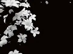 凋零、壁纸、the end、花时、繁华