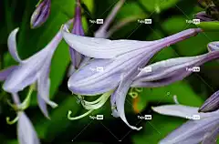 玉簪 花壁纸 花朵 美丽的花朵 植物 车前草百合 紫色的花朵 花瓣