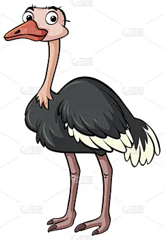 鸵鸟站在白色的背景上