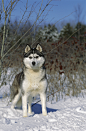 西伯利亚,哈士奇犬,狗,雪地_360图片