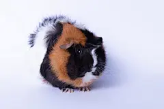 点击来源直接获取大图文件 |雌性豚鼠坐姿，正面视图，在白色背景上孤立