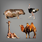 4款立体折纸动物矢量素材，素材格式：EPS，素材关键词：折纸,动物,长颈鹿,河马,骆驼,鸵鸟