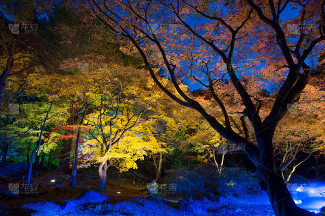 夜晚,日本,枫树,风景,自然,水平画幅,...