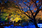夜晚,日本,枫树,风景,自然,水平画幅,秋天,无人,蓝色,户外