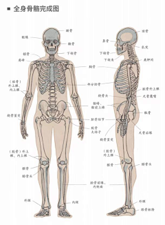 vivien玉米卷采集到【三视图】形体结构基础篇