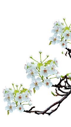 冰封爱的期限采集到花草素材