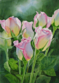 美国水彩艺术家 ‖Sharon Freeman 的花卉水彩。——粉玫瑰