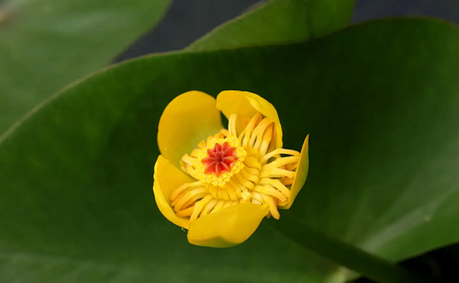 中华萍蓬草睡莲科萍蓬草属