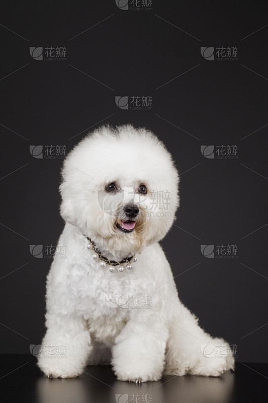 狗薯条狗服比熊犬哈瓦那犬贵宾犬毛茸茸的毛皮宠物服装垂直画幅选择