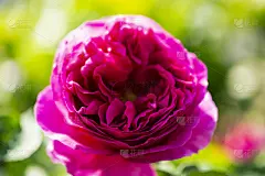 玫瑰花饰奖牌,分离着色,英国玫瑰,人体,绿色背景,正面视角,贺卡,档案,情人节,古典式