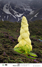 西藏植物-塔黄