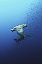 Hammerhead sharks