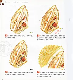 水果彩铅上色画法 水果绘 25种水果的色铅笔手绘教程 XD021-淘宝网